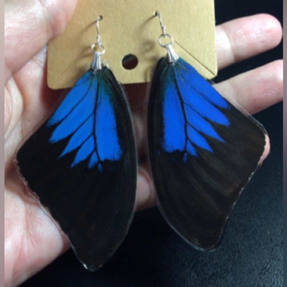 Real Butterfly Wing & Sterling Earrings Large Vibrant Blue &Black Velvet 3.5”